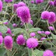 ヒメ日記 2025/10/10 07:19 投稿 松浦 奈緒美 30代40代50代と遊ぶなら博多人妻専科24時