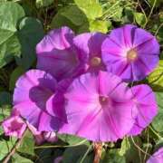 ヒメ日記 2025/10/30 09:39 投稿 松浦 奈緒美 30代40代50代と遊ぶなら博多人妻専科24時