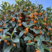 ヒメ日記 2025/11/08 13:41 投稿 松浦 奈緒美 30代40代50代と遊ぶなら博多人妻専科24時