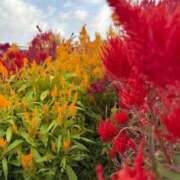 ヒメ日記 2025/11/11 07:36 投稿 松浦 奈緒美 30代40代50代と遊ぶなら博多人妻専科24時