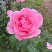 ヒメ日記 2025/11/19 09:54 投稿 松浦 奈緒美 30代40代50代と遊ぶなら博多人妻専科24時