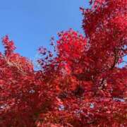 ヒメ日記 2025/11/24 10:23 投稿 松浦 奈緒美 30代40代50代と遊ぶなら博多人妻専科24時