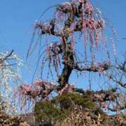 ヒメ日記 2026/02/22 09:25 投稿 松浦 奈緒美 30代40代50代と遊ぶなら博多人妻専科24時