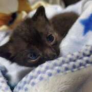 ヒメ日記 2025/06/11 18:29 投稿 なみ 奥様プリモ