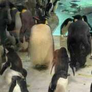 ヒメ日記 2025/06/06 19:18 投稿 かなで 川崎・東横人妻城