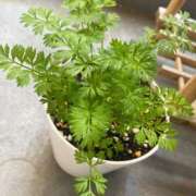 ヒメ日記 2025/04/05 09:33 投稿 竹下ゆう お色気物語（横浜ハレ系）