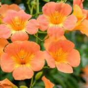 ヒメ日記 2025/06/12 09:38 投稿 竹下ゆう お色気物語（横浜ハレ系）