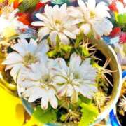 ヒメ日記 2025/07/11 09:37 投稿 竹下ゆう お色気物語（横浜ハレ系）