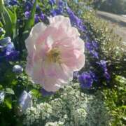 ヒメ日記 2025/08/20 09:43 投稿 竹下ゆう お色気物語（横浜ハレ系）