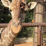 ヒメ日記 2025/11/27 09:28 投稿 竹下ゆう お色気物語（横浜ハレ系）