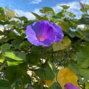 ヒメ日記 2025/11/30 09:46 投稿 竹下ゆう お色気物語（横浜ハレ系）