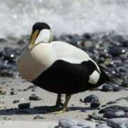 ヒメ日記 2026/01/04 09:38 投稿 竹下ゆう お色気物語（横浜ハレ系）