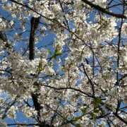 ヒメ日記 2025/04/06 22:04 投稿 里沙 東京人妻フォーシーズンズ