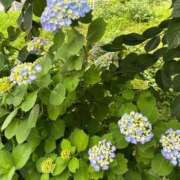 ヒメ日記 2025/05/25 11:34 投稿 里沙 東京人妻フォーシーズンズ