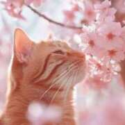 ヒメ日記 2025/04/04 19:12 投稿 カノン ヴィーナス(金津園)