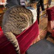 ヒメ日記 2025/01/03 13:48 投稿 佐々木ゆりな 東京不倫～とうきょうふりん～