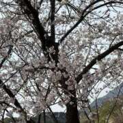 ヒメ日記 2025/04/05 15:49 投稿 ひまわり ぷるるん小町 京橋店