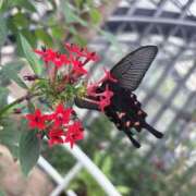 ヒメ日記 2026/02/08 17:24 投稿 ひまわり ぷるるん小町 京橋店