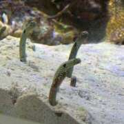 ヒメ日記 2026/03/09 07:16 投稿 ひまわり ぷるるん小町 京橋店