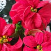 ヒメ日記 2025/12/07 20:49 投稿 なぎ 人妻美人館