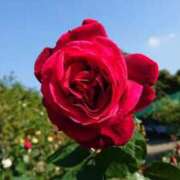 ヒメ日記 2026/03/01 21:28 投稿 なぎ 人妻美人館