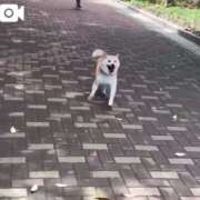 ヒメ日記 2025/05/29 18:23 投稿 あこ 川越ぷよステーション