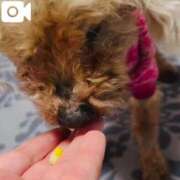 ヒメ日記 2025/07/20 12:43 投稿 あこ 川越ぷよステーション