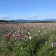 ヒメ日記 2024/12/18 14:58 投稿 ナナ Alice