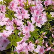 ヒメ日記 2025/04/19 12:23 投稿 松本 ももか La elf（ラ・エルフ）