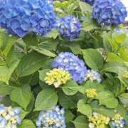 ヒメ日記 2025/05/25 10:33 投稿 松本 ももか La elf（ラ・エルフ）