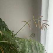 ヒメ日記 2026/04/04 09:00 投稿 いちか もしも素敵な妻が指輪をはずしたら・・・