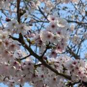 ヒメ日記 2026/04/01 17:20 投稿 ななみ 渋谷角海老