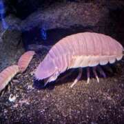 ヒメ日記 2025/07/17 22:24 投稿 かれん 静岡♂風俗の神様 静岡店