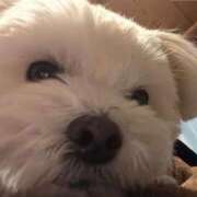 かれん 🐾 静岡♂風俗の神様 静岡店