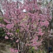 ヒメ日記 2025/03/28 10:59 投稿 綾野　れ　ん La elf（ラ・エルフ）