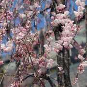 ヒメ日記 2025/04/04 10:53 投稿 綾野　れ　ん La elf（ラ・エルフ）