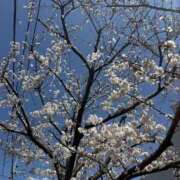 ヒメ日記 2025/04/05 00:03 投稿 綾野　れ　ん La elf（ラ・エルフ）