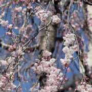 ヒメ日記 2025/04/05 10:53 投稿 綾野　れ　ん La elf（ラ・エルフ）