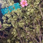 ヒメ日記 2025/04/09 23:33 投稿 綾野　れ　ん La elf（ラ・エルフ）