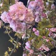 ヒメ日記 2025/04/12 11:04 投稿 綾野　れ　ん La elf（ラ・エルフ）