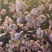 ヒメ日記 2025/04/13 11:03 投稿 綾野　れ　ん La elf（ラ・エルフ）