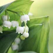 ヒメ日記 2025/05/01 17:03 投稿 綾野　れ　ん La elf（ラ・エルフ）