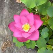 ヒメ日記 2025/07/08 11:13 投稿 綾野　れ　ん La elf（ラ・エルフ）