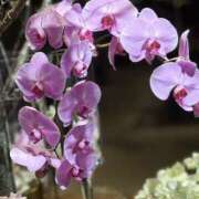 ヒメ日記 2026/03/18 11:03 投稿 綾野　れ　ん La elf（ラ・エルフ）