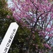 ヒメ日記 2026/03/31 23:55 投稿 天居　るり 川崎南町 素敵な奥様（川崎ハレ系）