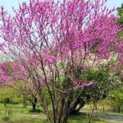 ヒメ日記 2026/04/02 00:05 投稿 天居　るり 川崎南町 素敵な奥様（川崎ハレ系）