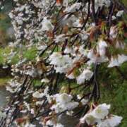 ヒメ日記 2026/04/04 13:38 投稿 天居　るり 川崎南町 素敵な奥様（川崎ハレ系）