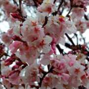 ヒメ日記 2026/04/06 00:00 投稿 天居　るり 川崎南町 素敵な奥様（川崎ハレ系）