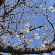 ヒメ日記 2026/04/06 12:20 投稿 天居　るり 川崎南町 素敵な奥様（川崎ハレ系）