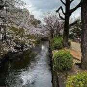 ヒメ日記 2026/04/08 23:21 投稿 天居　るり 川崎南町 素敵な奥様（川崎ハレ系）